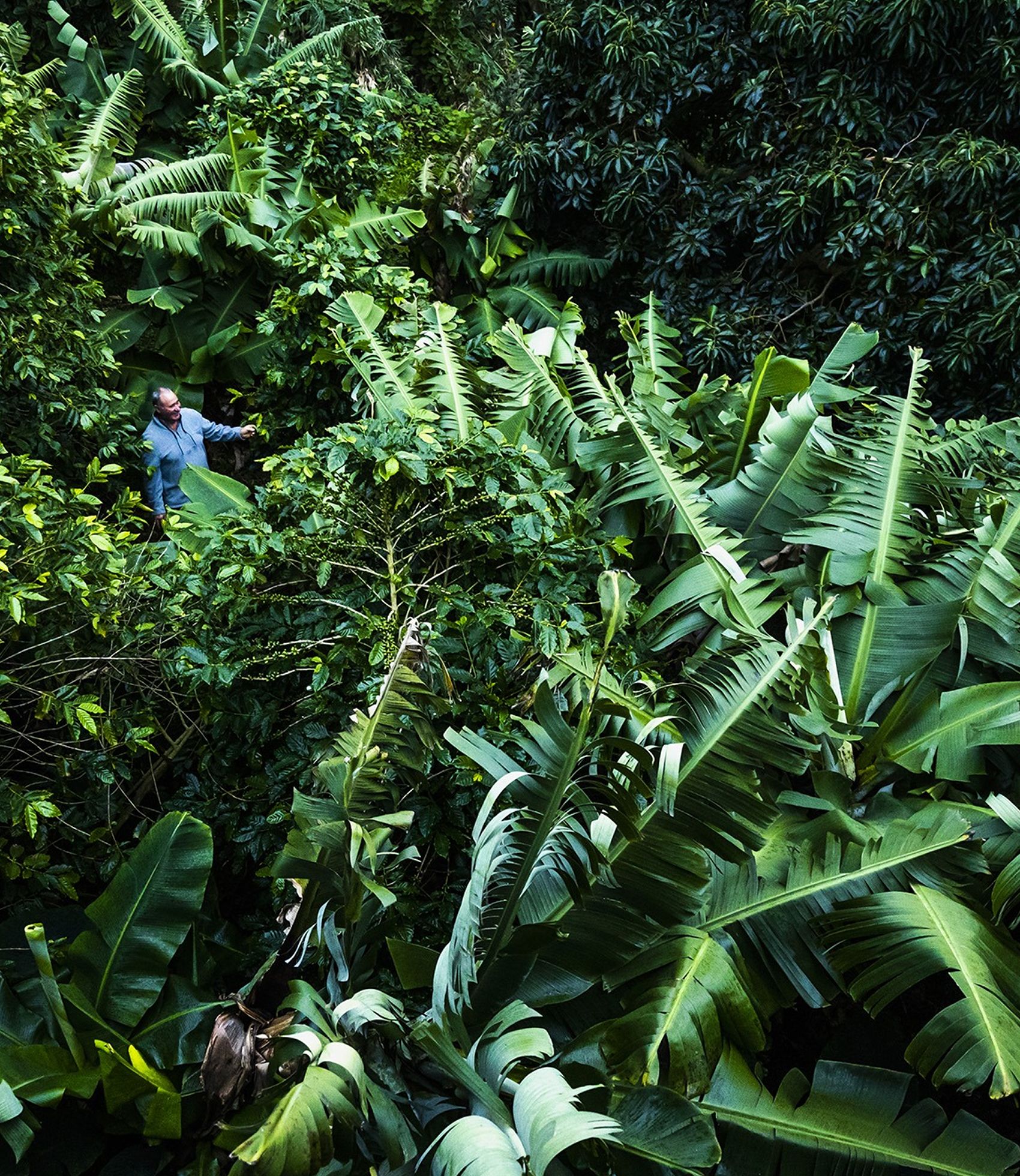 Floresta DCHE