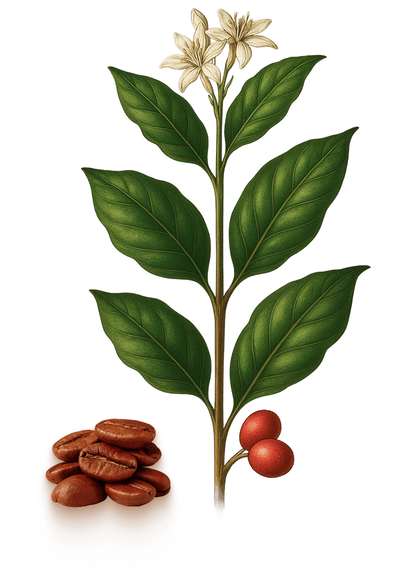 Arabica Coffee Plant